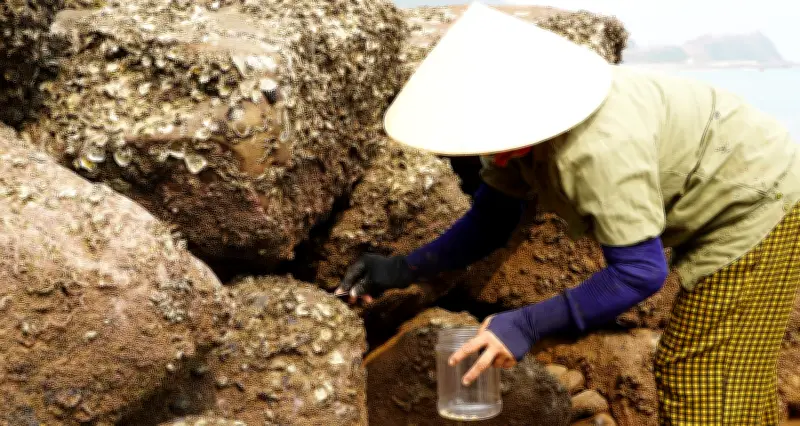 Phụ nữ miền biển Nghệ An khom lưng gặt đục đá, chắt chiu từng mùa vụ