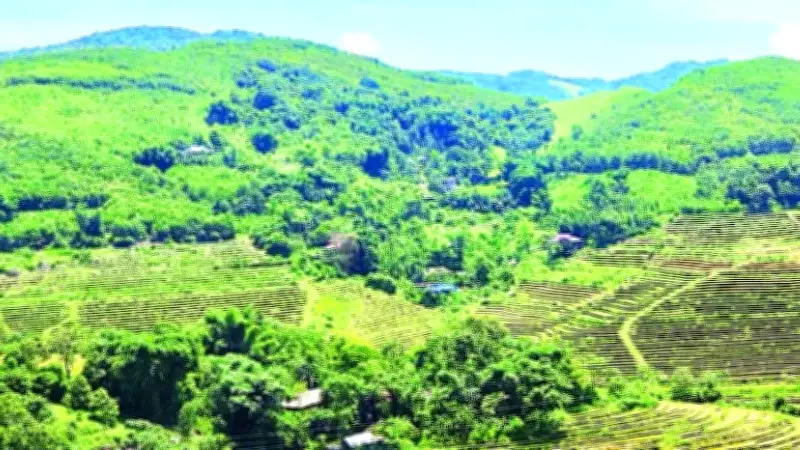 Phú Thọ khẩn trương trồng rừng vụ xuân hè, hướng tới mục tiêu phát triển bền vững