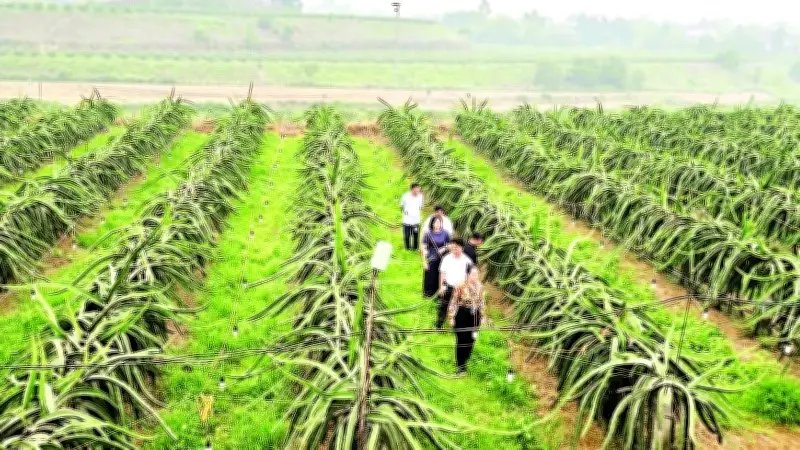 Phú Thọ đẩy mạnh chuyển đổi nông nghiệp đa giá trị hướng tới mục tiêu tăng trưởng 3,5%