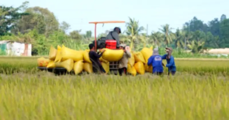 Philippines điều tra gạo nhập khẩu: Động thái trấn an hay nguy cơ với xuất khẩu Việt Nam?