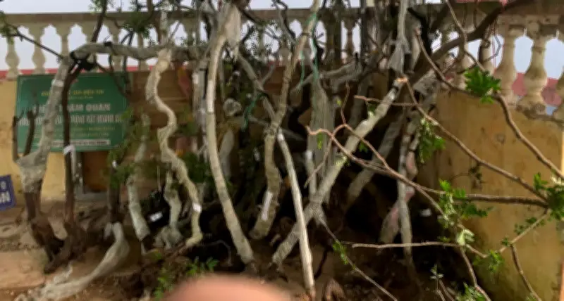 Phát hiện 122 cây muỗm hồng trong vườn nhà dân ở Thanh Hóa