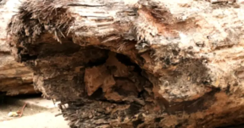 Phát hiện 3 cọc gỗ cổ dưới lòng sông Vân, nghi liên quan thời Trần