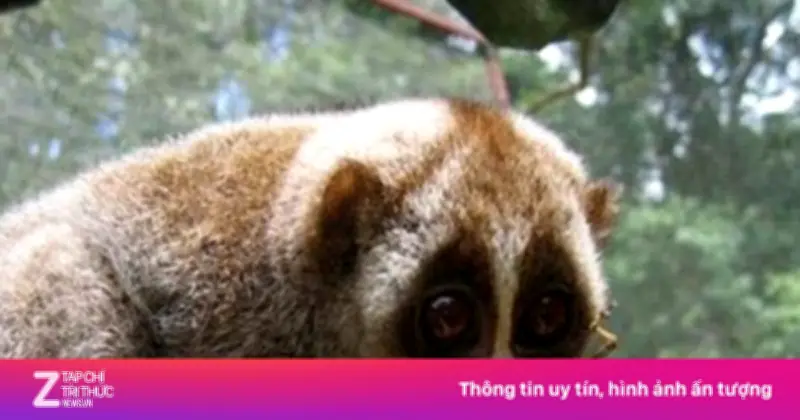 Phát Hiện 4 Loài Động Vật Quý Hiếm Mới Tại Khu Dự Trữ Thiên Nhiên Thần Sa - Phượng Hoàng