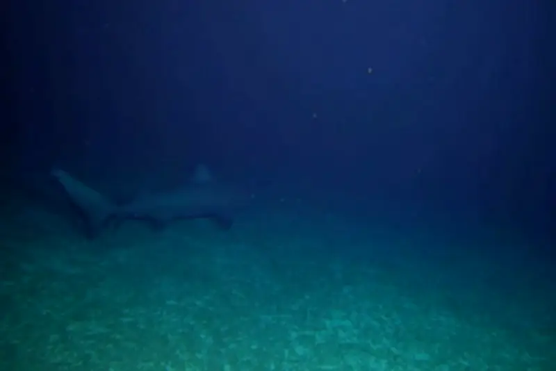 Phát Hiện Hơn 110 Loài Cá Và Động Vật Không Xương Sống Mới Tại Vùng Biển Australia