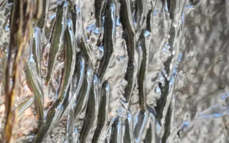 Phát hiện loài cá leo thác kỳ lạ tại Congo: Hành trình 10 giờ trên vách đá dựng đứng