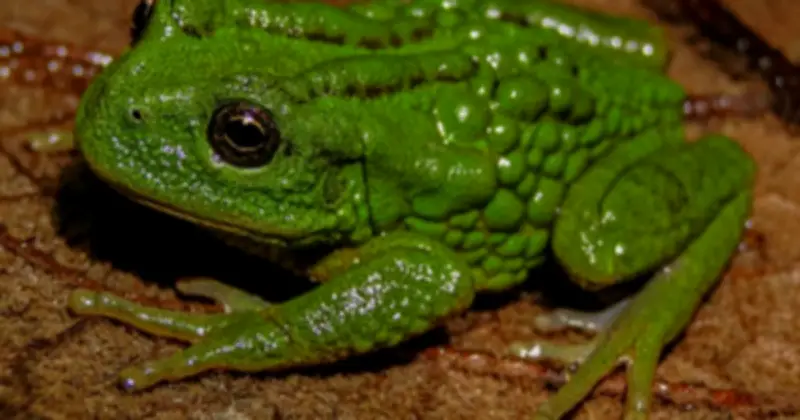 Phát hiện loài ếch mới Gastrotheca mittaliiti ở Amazon, đối mặt nguy cơ tuyệt chủng