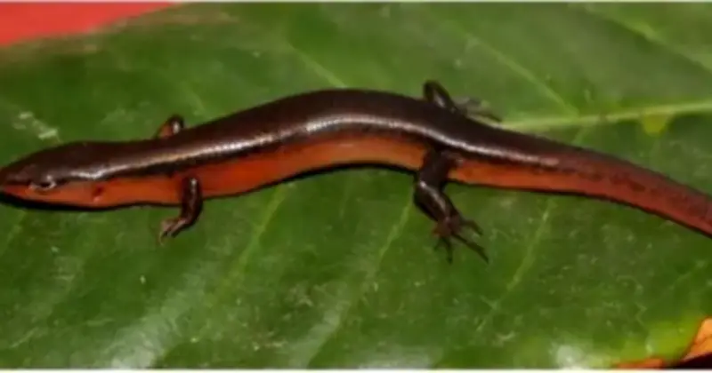 Phát Hiện Loài Thằn Lằn Mới Tại Vườn Quốc Gia Vũ Quang, Hà Tĩnh