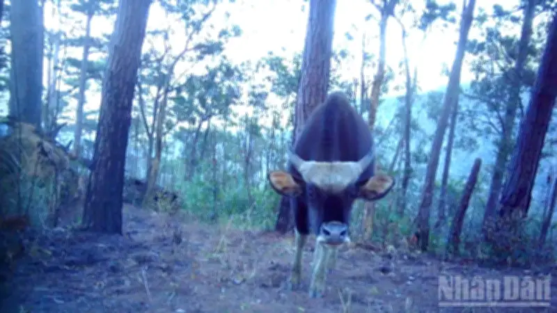 Phát hiện đàn bò tót và nhiều loài quý hiếm tại Vườn Quốc gia Phước Bình