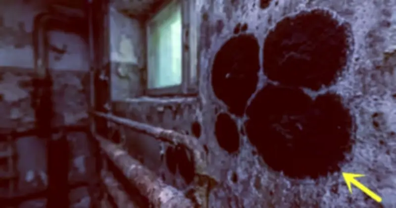 Phát hiện nấm đột biến ở Chernobyl có khả năng ăn bức xạ hạt nhân