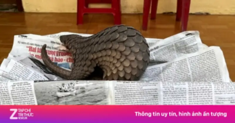 Phát hiện tê tê quý hiếm bò vào vườn nhà dân ở Đà Nẵng