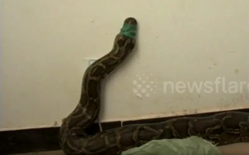 Phát hiện trăn khổng lồ 4 mét ở công trường Vân Nam, Trung Quốc