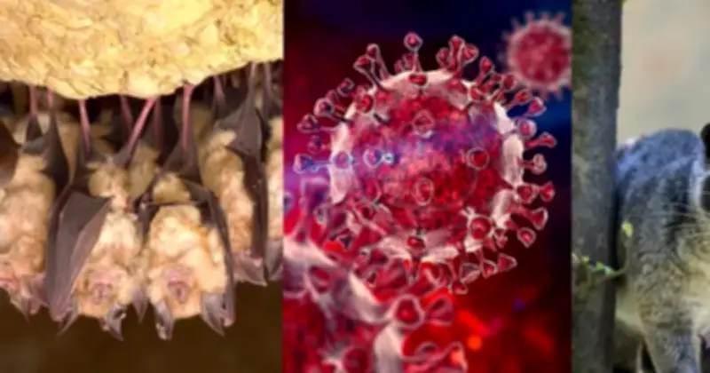 Phát hiện virus corona mới ở dơi châu Phi có khả năng xâm nhập tế bào người
