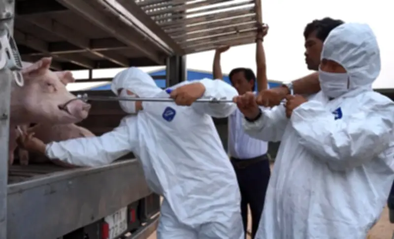 Phát hiện xe vận chuyển lợn nhiễm dịch tả châu Phi tại Hà Tĩnh, tiêu hủy khẩn cấp