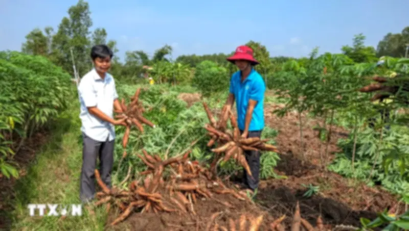 Phát triển chuỗi liên kết bền vững cho sản xuất cồn sinh học ethanol tại Việt Nam