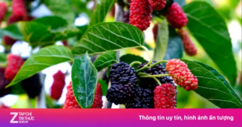 Quả dâu tằm: 'Thần dược' bổ gan thận mọc dại ở Việt Nam