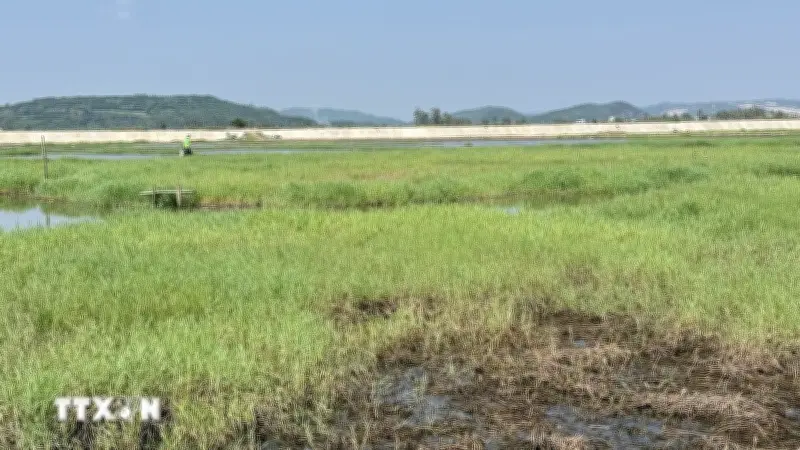 Quốc gia xuất khẩu nông sản hàng đầu đối mặt thách thức cỏ dại kháng thuốc