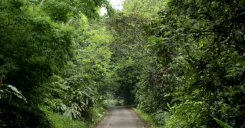 Quản Lý Rừng Bền Vững Giúp Việt Nam Nhận Gần 72 Triệu USD Giảm Phát Thải