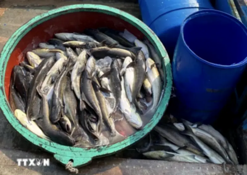 Quảng Ngãi: Cá bớp chết bất thường lan rộng tại đặc khu Lý Sơn