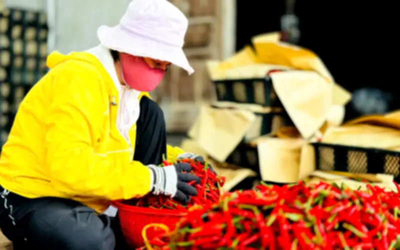 Quảng Ngãi: Giá ớt lao dốc, nông dân chật vật tìm đầu ra cho sản phẩm