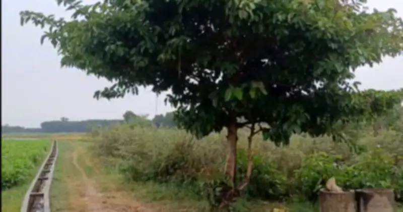 Quảng Ngãi: Sét đánh tử vong một người đàn ông khi đang chở lúa