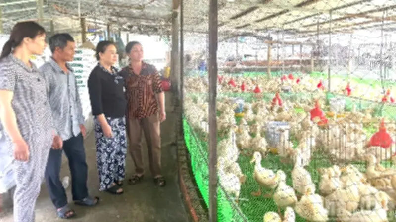 Quảng Ngãi Tăng Cường Phòng Chống Cúm Gia Cầm, Tiêm Phòng Đạt Trên 80% Đàn