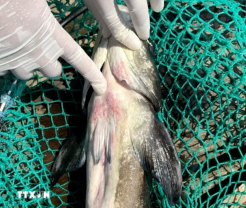 Quảng Ngãi xác định nguyên nhân cá bớp chết hàng loạt tại đặc khu Lý Sơn