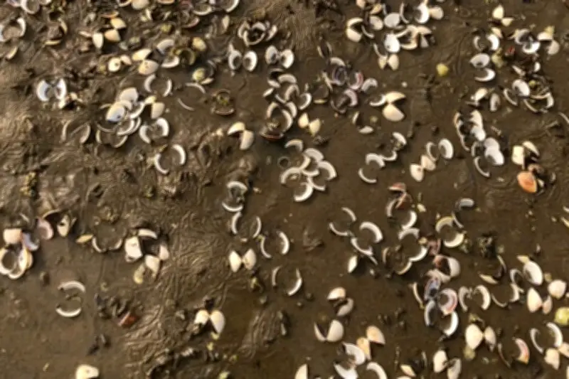 Quảng Ninh phát hiện bệnh đặc biệt có thể khiến ngao nuôi chết hàng loạt