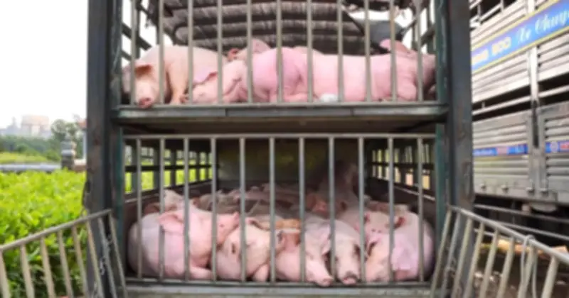 Quảng Trị tiêu hủy 100 con heo nhiễm dịch tả châu Phi không có giấy tờ kiểm dịch