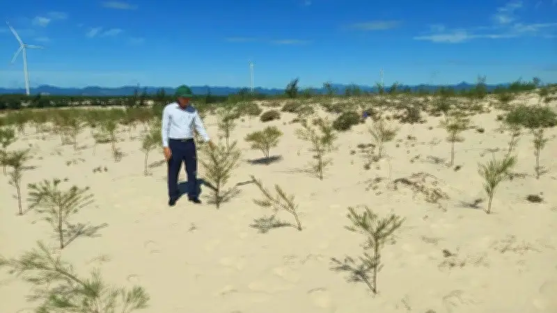 Quảng Trị triển khai trồng rừng thay thế 1.106ha với kinh phí hơn 37,6 tỷ đồng