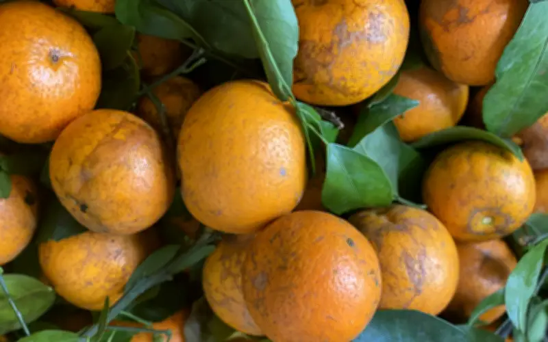 Quýt ram đang bán đầy chợ Việt có gì đặc biệt khiến chị em yêu thích?