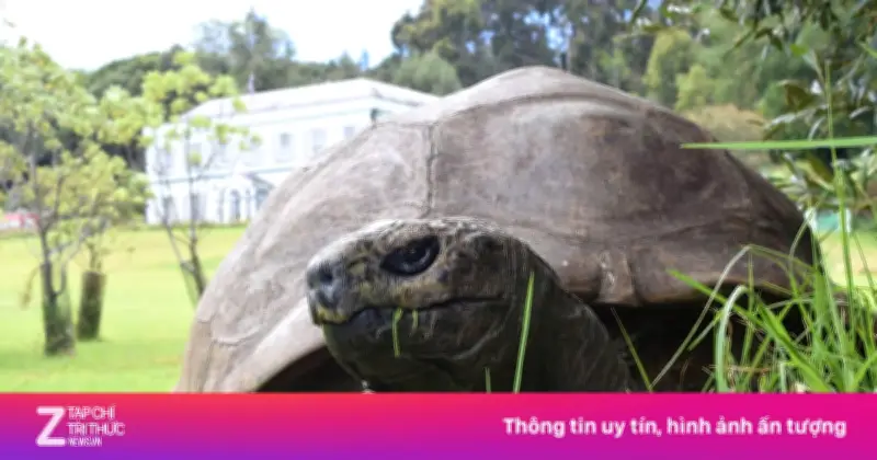 Rùa già nhất thế giới 194 tuổi trở thành nạn nhân của lừa đảo tiền mã hóa