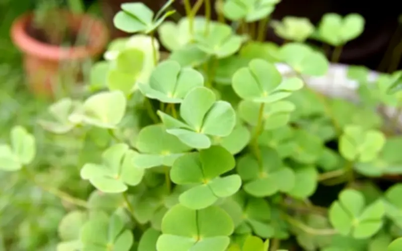 Rau Bợ Nước: Từ Cỏ Dại Thành Đặc Sản Quý, Vị Thuốc Quý Trong Vườn Nhà