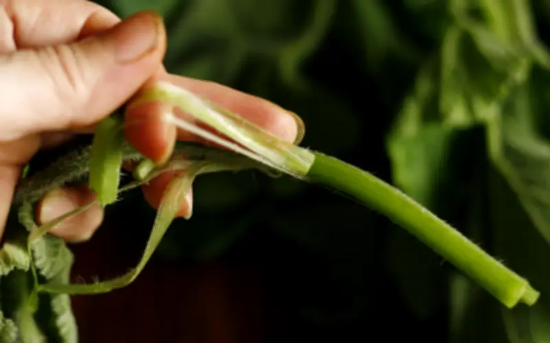 Rau Bí: Thực Phẩm Dân Dã Với Kho Tàng Dinh Dưỡng Và Lợi Ích Sức Khỏe Vượt Trội