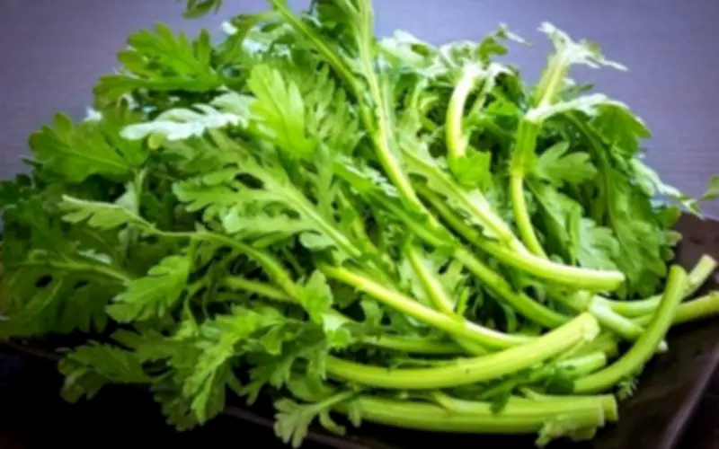 Rau Cải Cúc: Từ 'Món Ăn Hoàng Đế' Đến Công Dụng Tuyệt Vời Cho Sức Khỏe