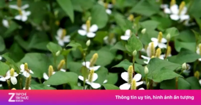 Rau Diếp Cá: Vị Thuốc Quý Tự Nhiên Hỗ Trợ Gan, Thận Và Nhiều Công Dụng Sức Khỏe