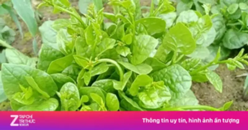 Rau Mồng Tơi: Thực Phẩm Giải Nhiệt, Nhuận Tràng Và Bài Thuốc Quý Từ Thiên Nhiên