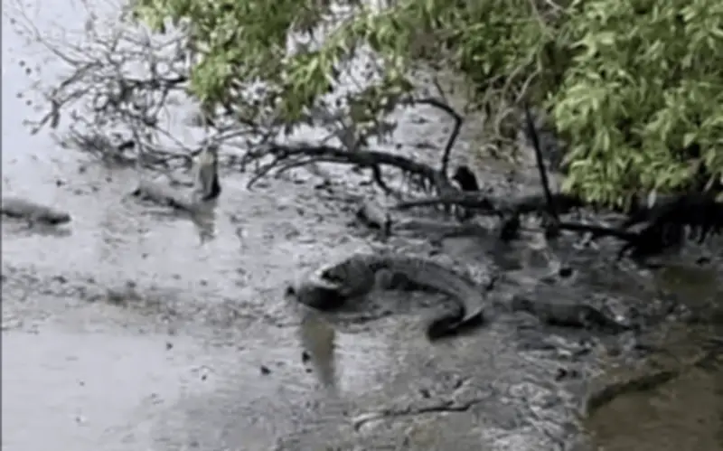 Rái Cá Lông Mượt Tấn Công Cá Sấu Nước Mặn Tại Sungei Buloh Gây Sốt Mạng Xã Hội