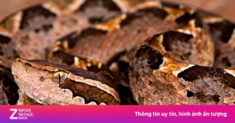 Rắn độc cắn liên tiếp nhiều người trong mùa sinh sản