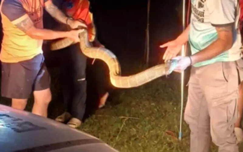 Rắn hổ mang chúa 4 mét xâm nhập nhà dân ở Thái Lan, đội cứu hộ giải cứu thành công