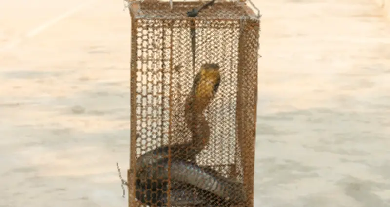 Rắn hổ mang chúa dài 2,6m bò vào nhà dân lúc nửa đêm ở Đồng Nai