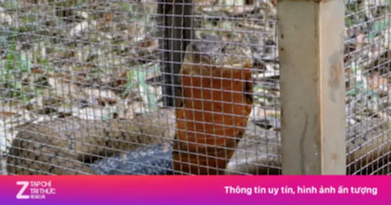 Rắn hổ mang chúa dài 3 mét 'lạc' vào bệnh viện Đắk Lắk, được thả về rừng