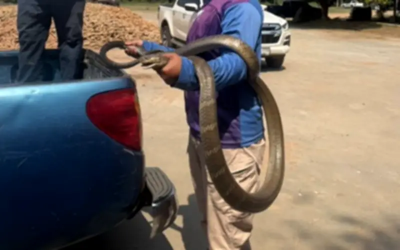 Rắn Hổ Mang Chúa Khổngồ Lồn Vào Nhà Máy, Dân Làng Gọi Là Rắn Ráo Trâu Để Tránh Vận Rủi