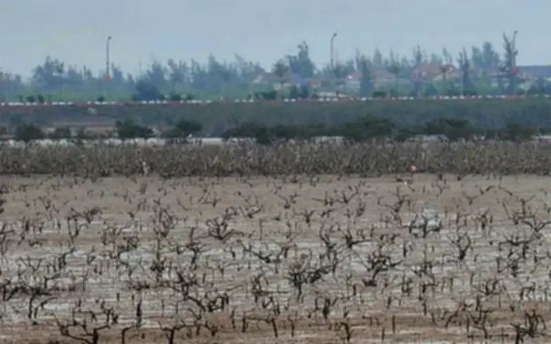 Rừng ngập mặn Hà Tĩnh chết khô bí ẩn: Loại trừ sâu bệnh và ô nhiễm nước