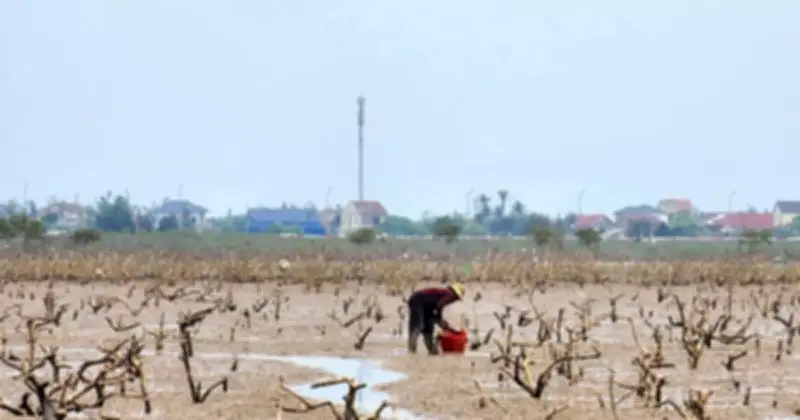 Rừng phòng hộ ven biển Hà Tĩnh chết khô hàng loạt, đe dọa an toàn đê biển