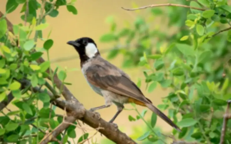 Số Cuối Ngày Sinh Âm Lịch: Dự Báo Tài Lộc Ở Tuổi Trung Niên