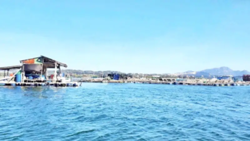 Sò Lông Cam Ranh: 'Lối Rẽ' Thuận Thiên Giúp Ngư Dân Đổi Đời Giữa Biển Khánh Hòa