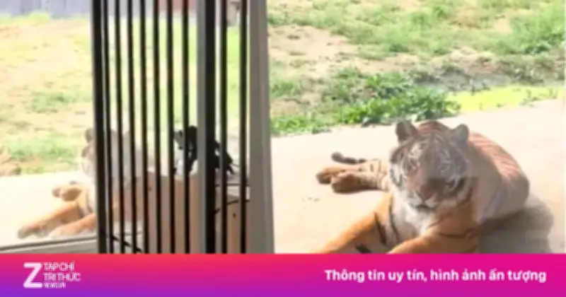 Sở thú Trung Quốc gây tranh cãi với phòng khách sạn 'view hổ' giá rẻ