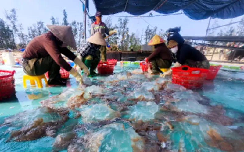 Sứa Biển Hà Tĩnh: Hành Trình 'Lột Xác' Thành Đặc Sản OCOP Vươn Ra Thị Trường