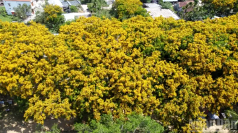 Sắc Vàng Rực Rỡ Của Hoa Sưa Đà Nẵng Thu Hút Du Khách Vào Mùa Hè