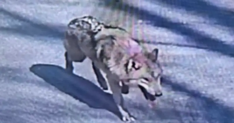 Sói Neukgu Trốn Thoát Vườn Thú Hàn Quốc, Gây Xôn Xao Mạng Xã Hội Và Thị Trường Tiền Điện Tử